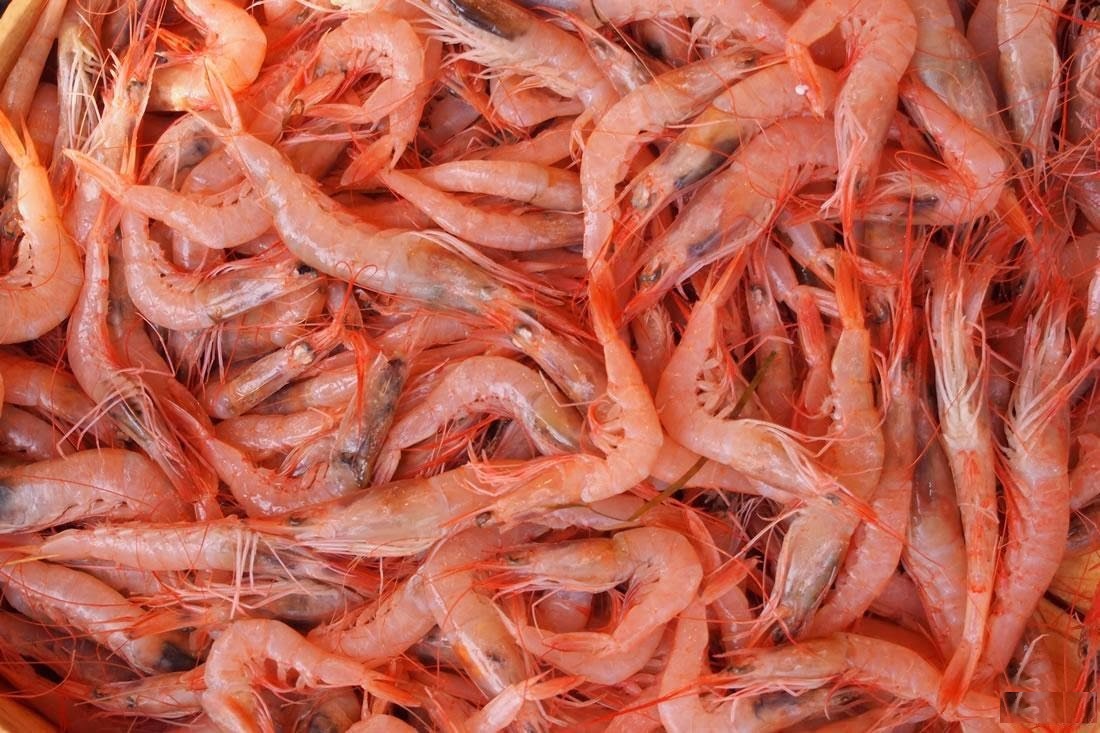 shrimp Men
