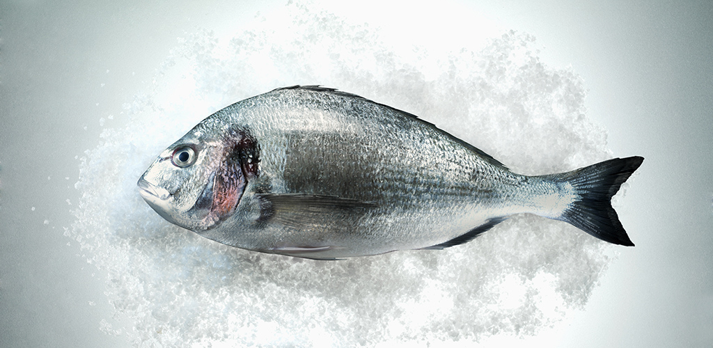 Fresh Sea Bream